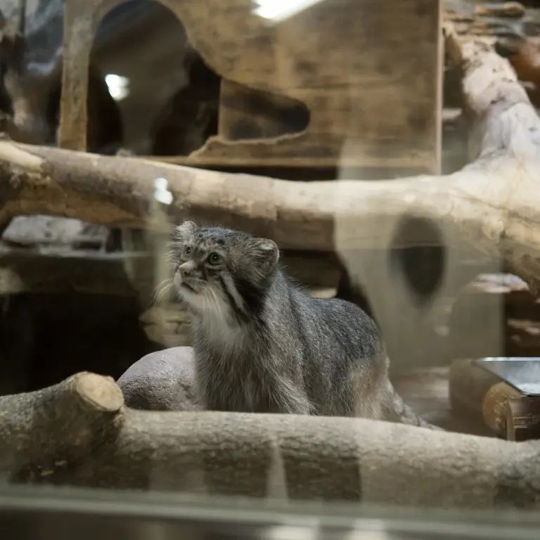 A photograph of Klyon in Ueno Zoological Gardens