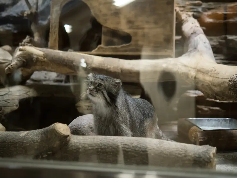 A photograph of Klyon in Ueno Zoological Gardens