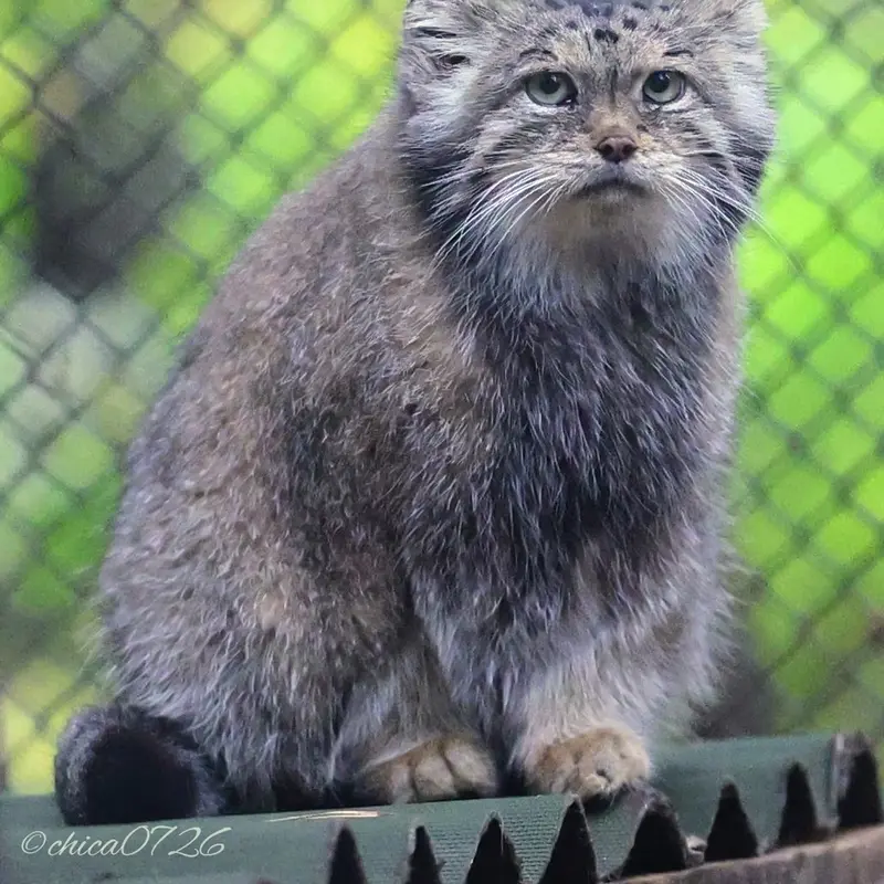 A photograph of Lastochka in Novosibirsk Zoo