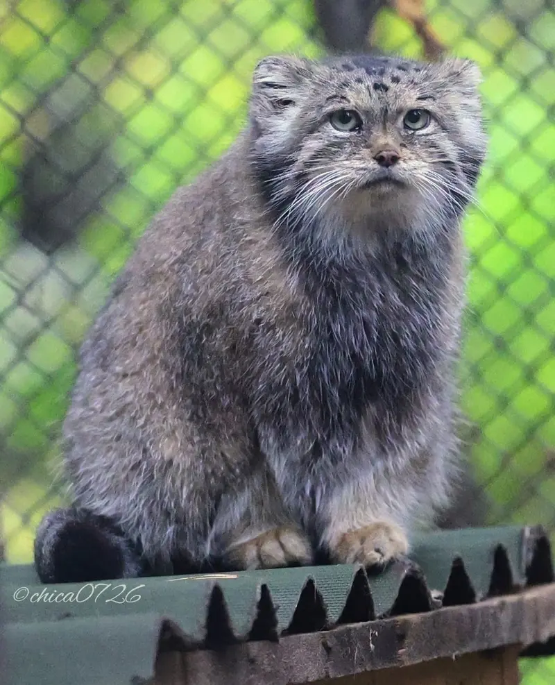 A photograph of Lastochka in Novosibirsk Zoo