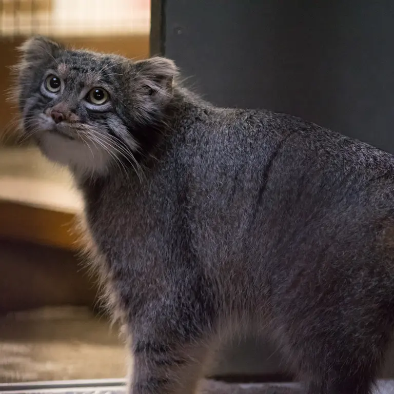 A photograph of Figa in Nogeyama Zoo
