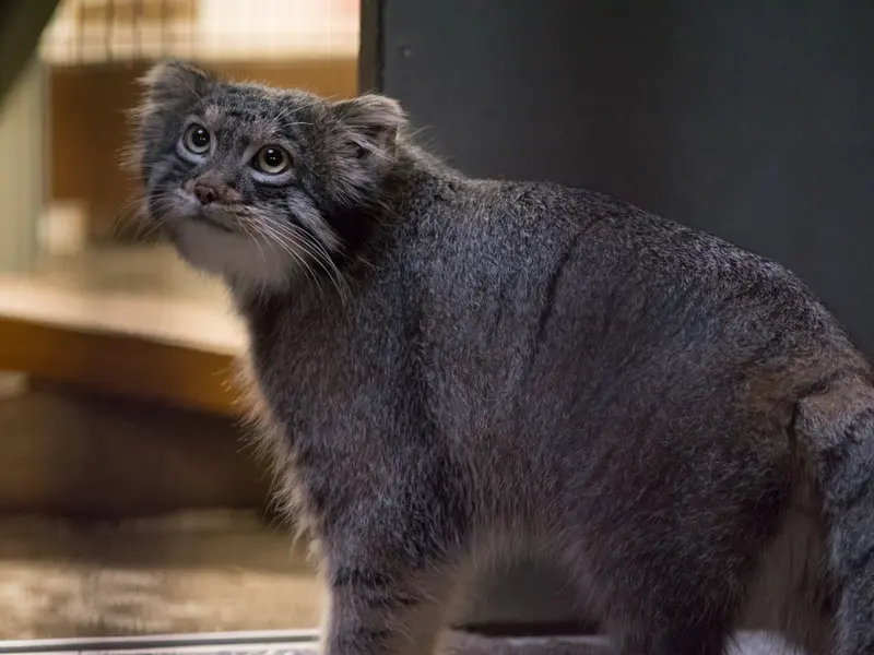 A photograph of Figa in Nogeyama Zoo