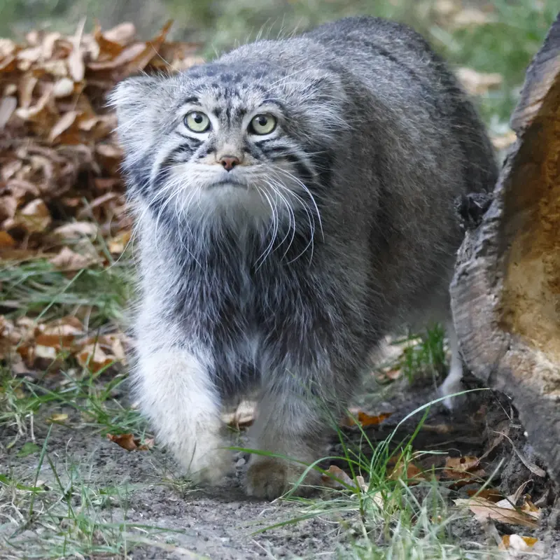 A photograph of Timofey in Moscow zoo