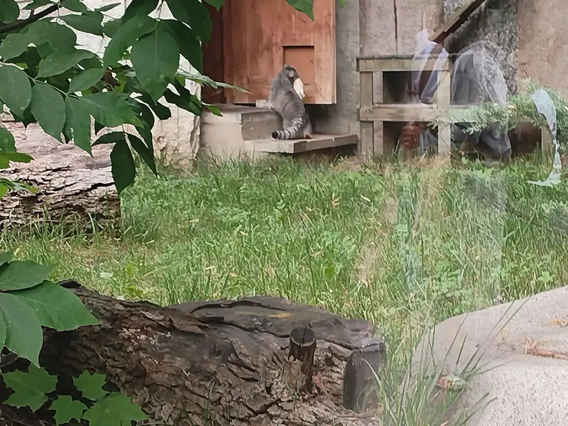 A photograph of Timofey in Moscow zoo