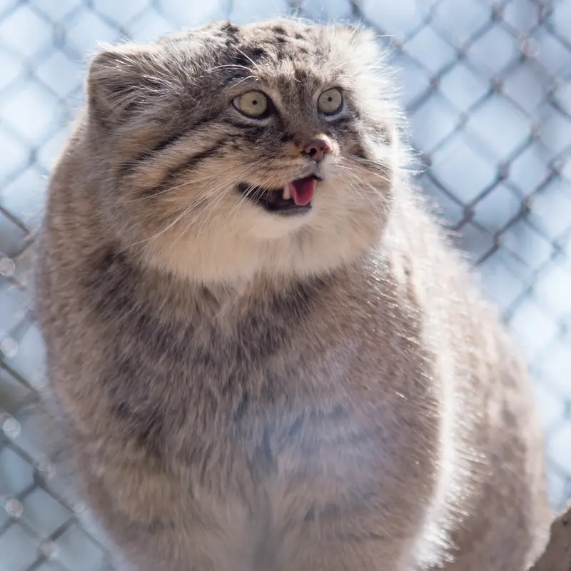 A photograph of Lotos in Saitama Children's Zoo