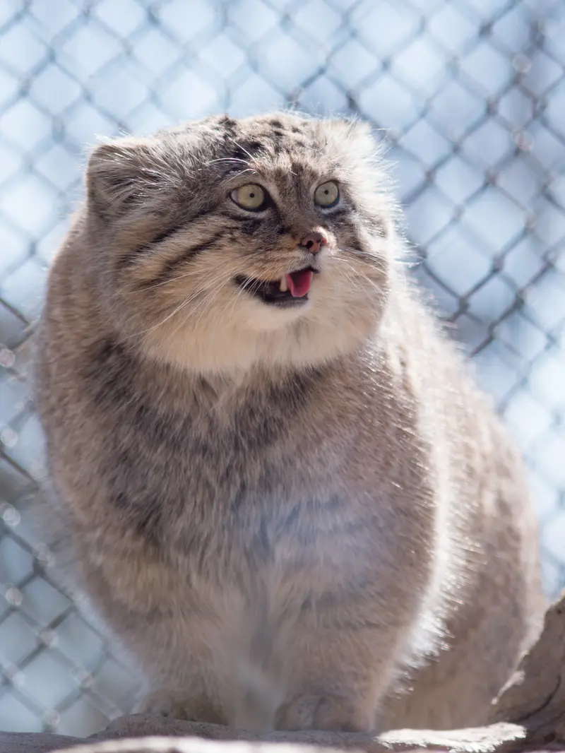 A photograph of Lotos in Saitama Children's Zoo