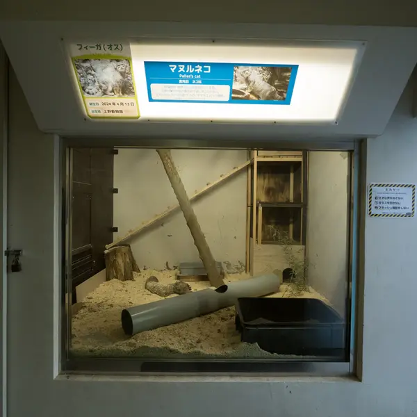 A photograph of a Pallas's cat in Nogeyama Zoo
