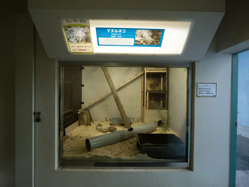 A photograph of a Pallas's cat in Nogeyama Zoo