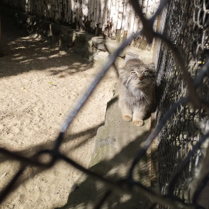A photograph of a Pallas's cat in Novosibirsk Zoo