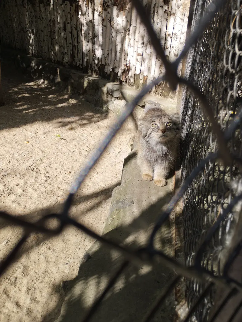 A photograph of a Pallas's cat in Novosibirsk Zoo