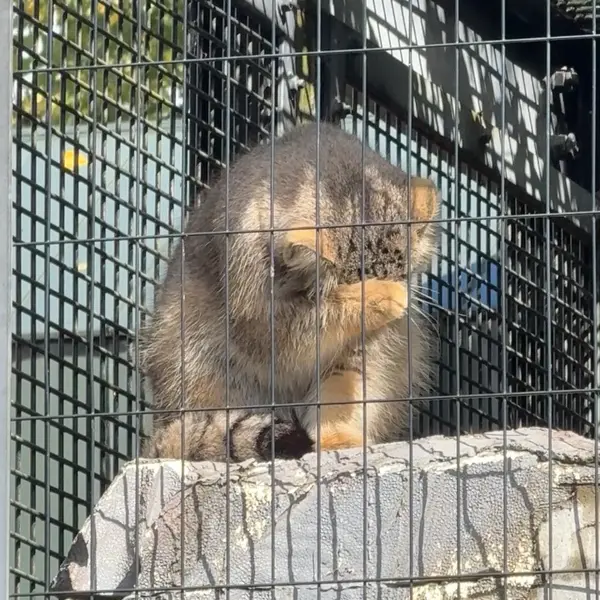 A photograph of Hide in Asahiyama Zoo