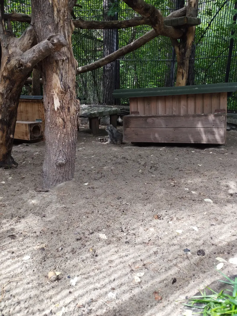 A photograph of a Pallas's cat in Novosibirsk Zoo