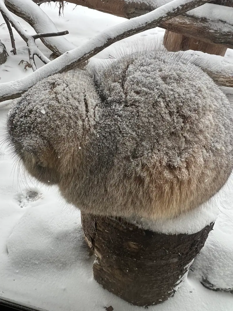 A photograph of a Pallas's cat