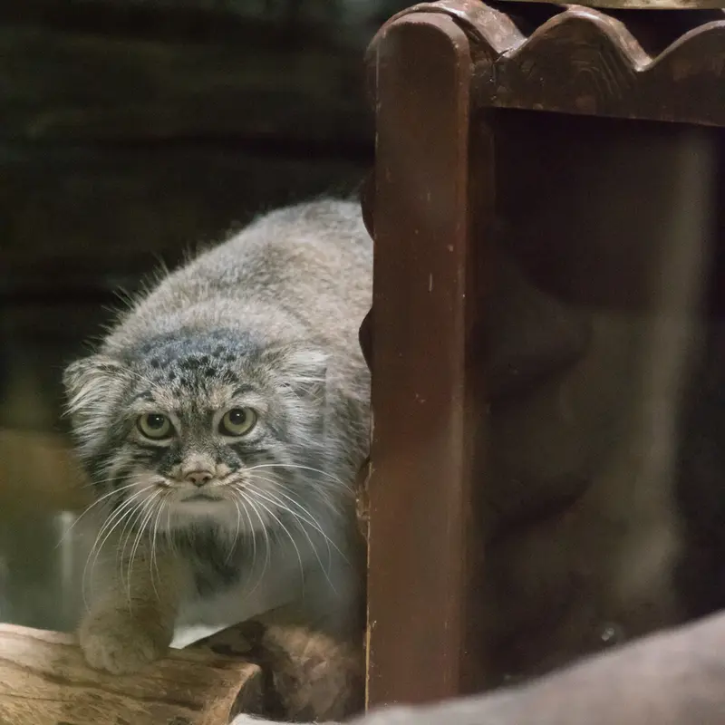 A photograph of Shafran in Ueno Zoological Gardens