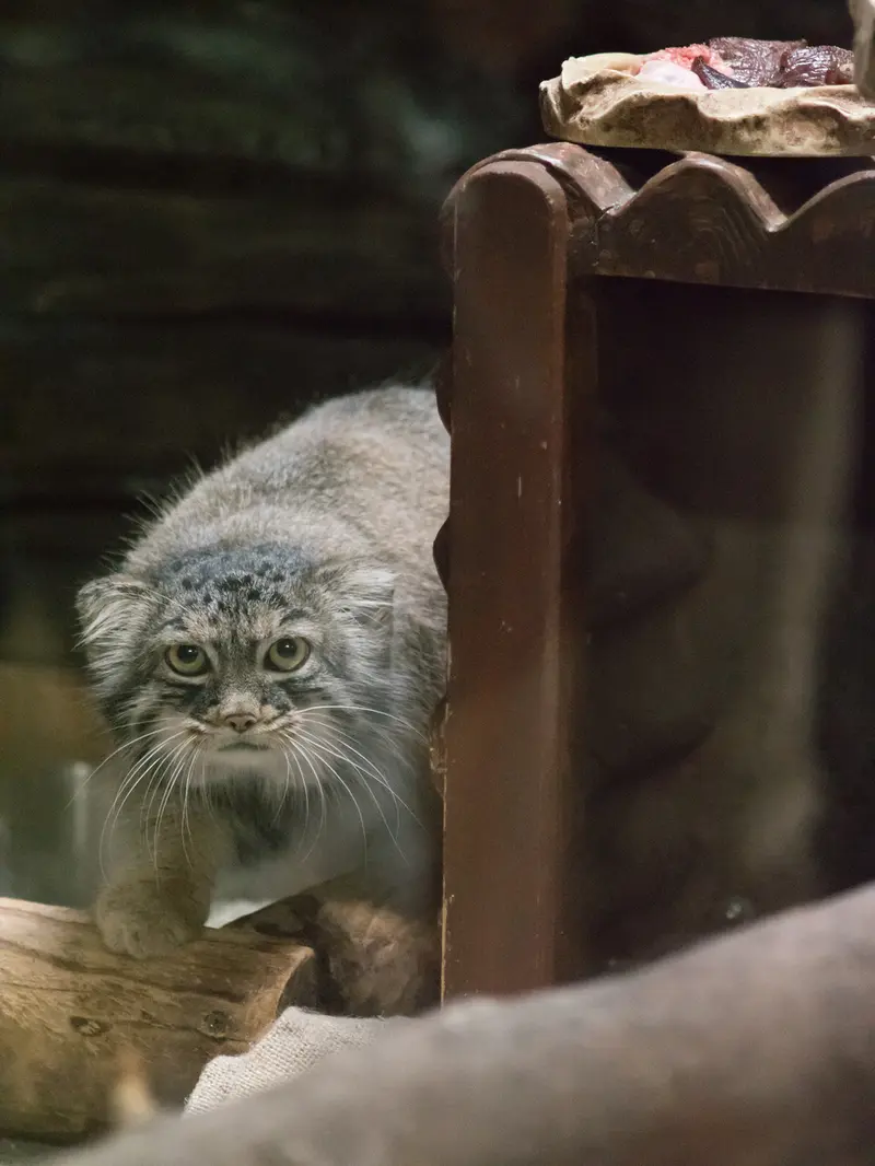 A photograph of Shafran in Ueno Zoological Gardens