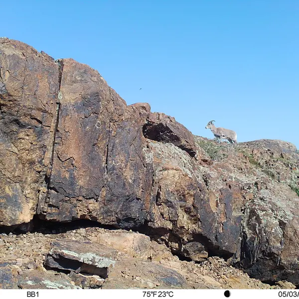A photograph of Argali from Aktas-Kunkora camera trap