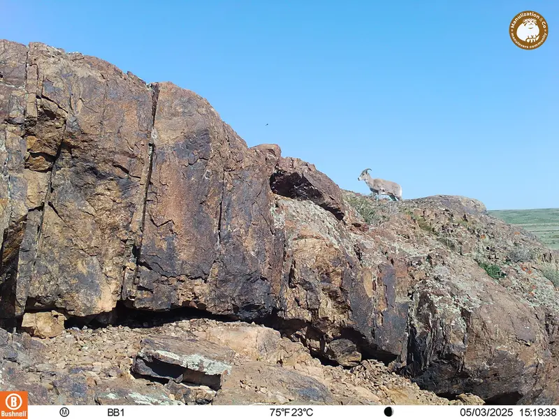 A photograph of Argali from Aktas-Kunkora camera trap