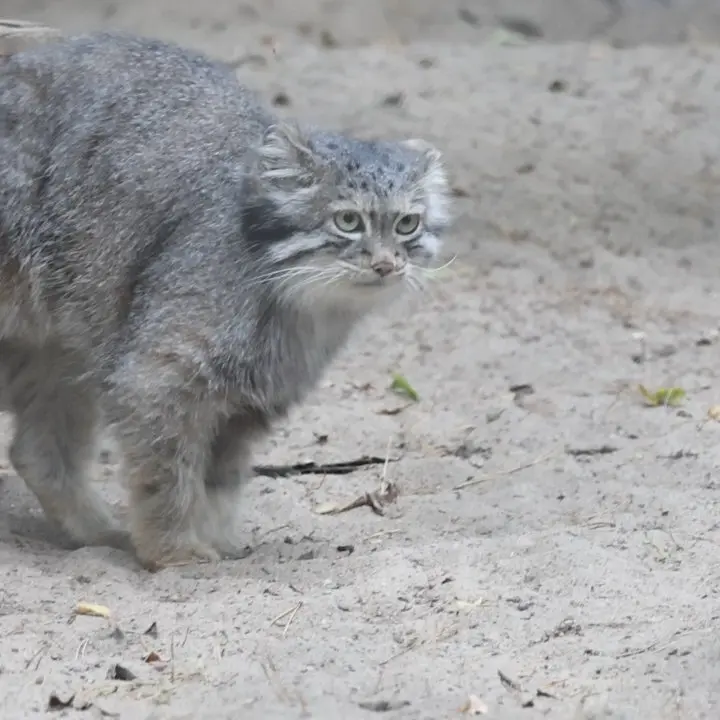 A photograph of a Pallas's cat in Novosibirsk Zoo