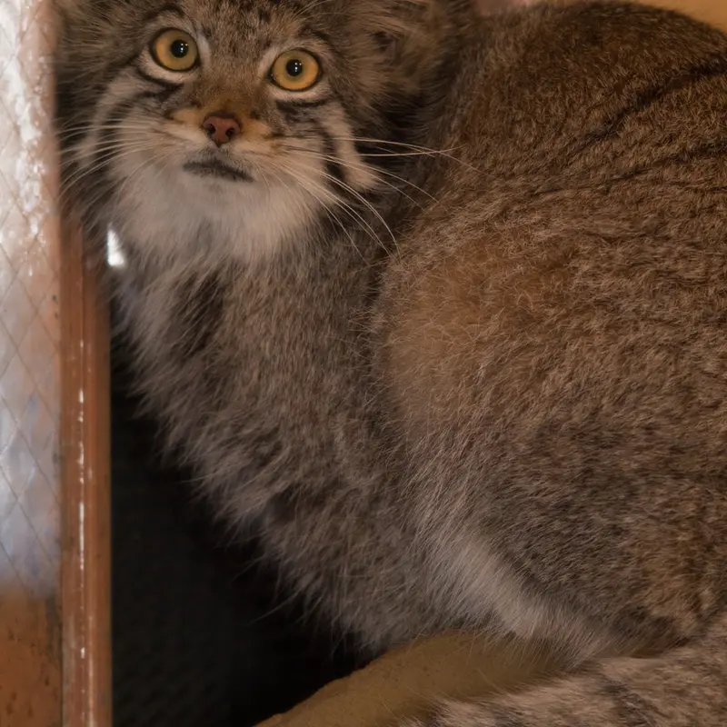 A photograph of Oto in Saitama Children's Zoo