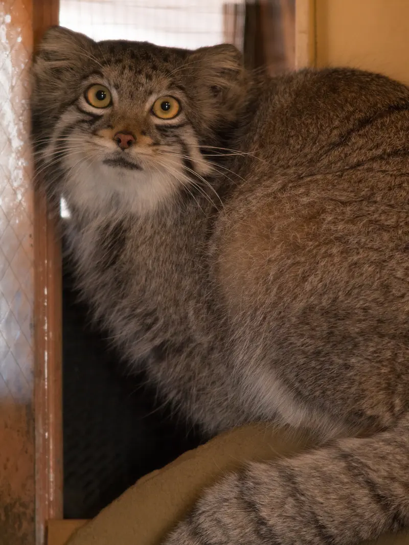 A photograph of Oto in Saitama Children's Zoo