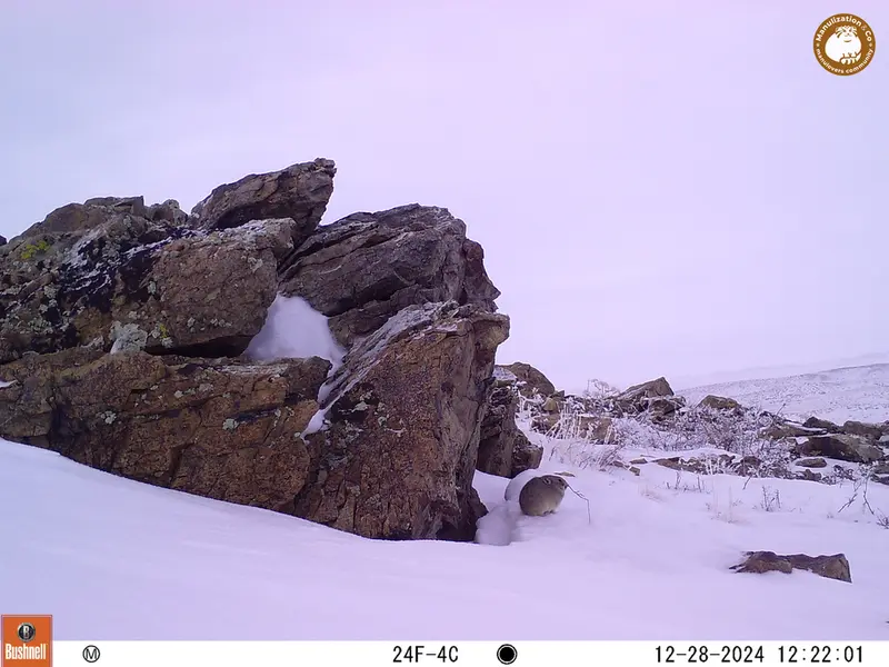 A photograph of Pika from Karashoky camera trap
