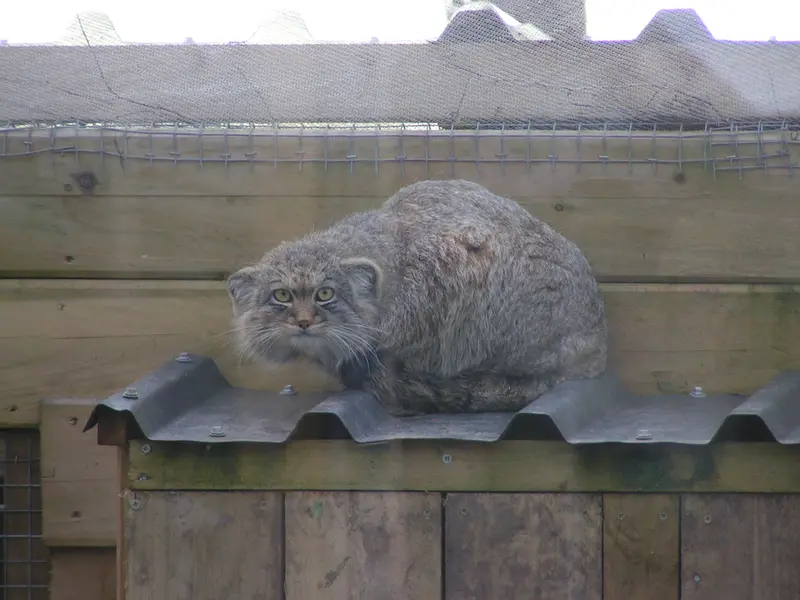 A photograph of Altai in The Lakeland Wildlife Oasis