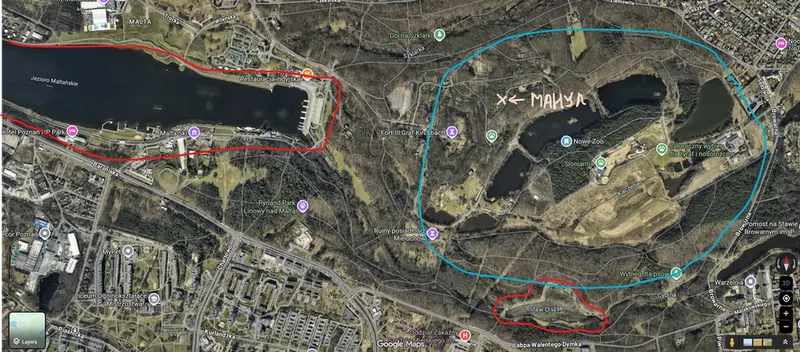 A photograph of a Pallas's cat