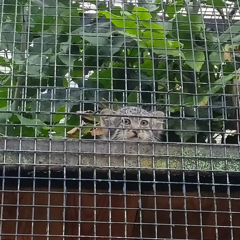 A photograph of a Pallas's cat in Leningrad zoo