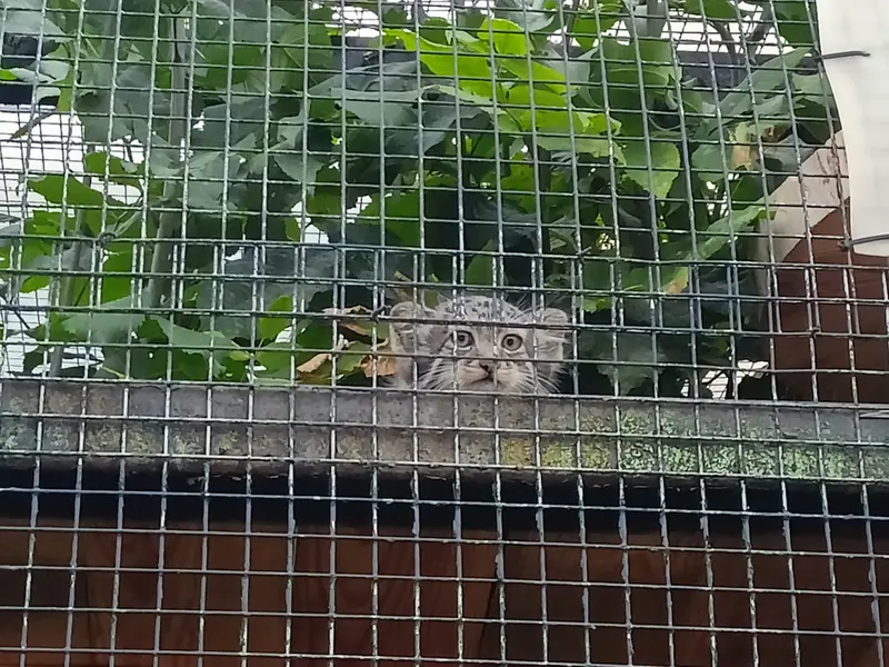 A photograph of a Pallas's cat in Leningrad zoo