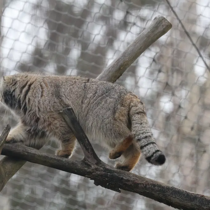 A photograph of a Pallas's cat
