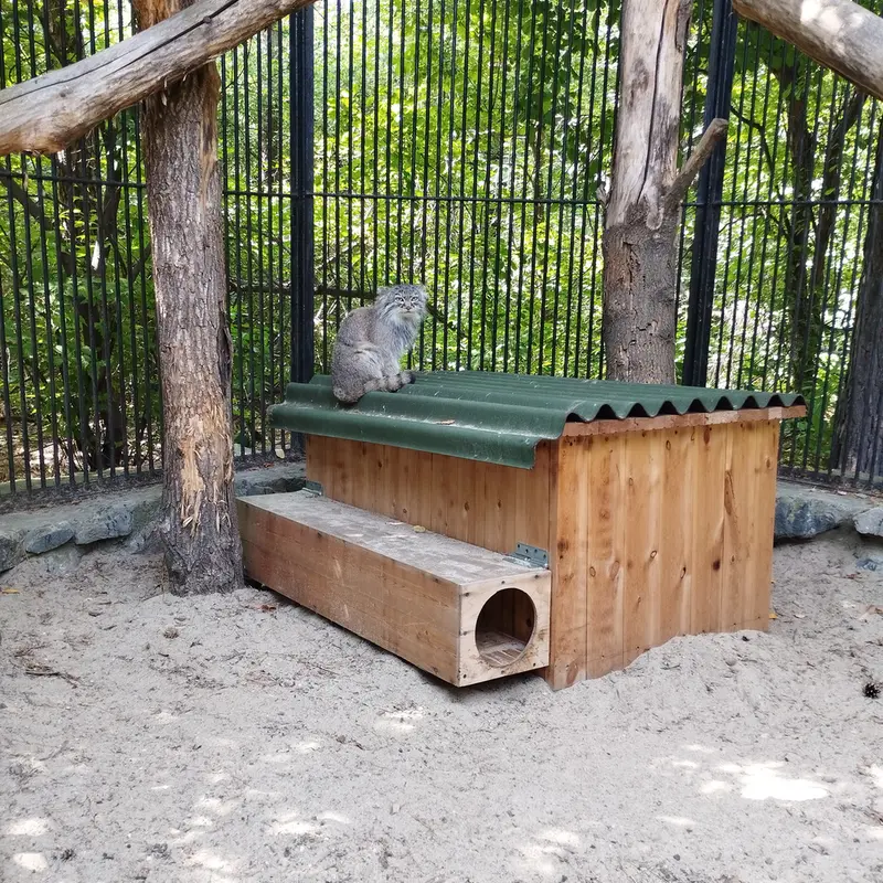 A photograph of a Pallas's cat in Novosibirsk Zoo
