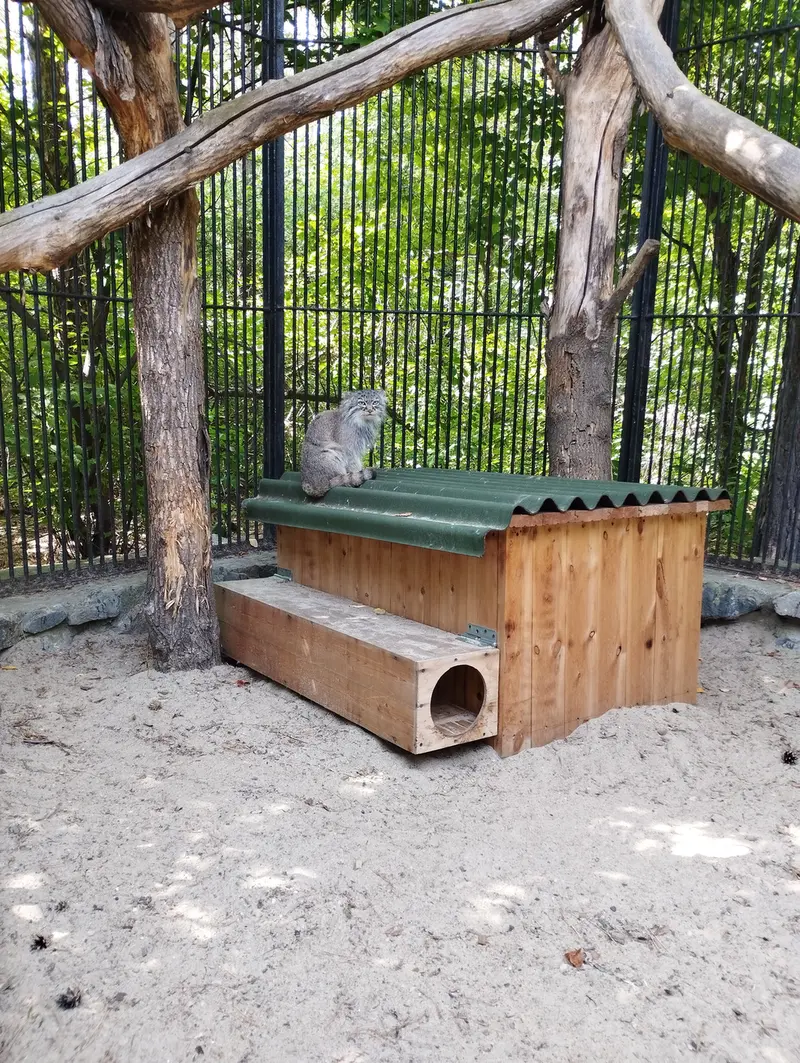 A photograph of a Pallas's cat in Novosibirsk Zoo