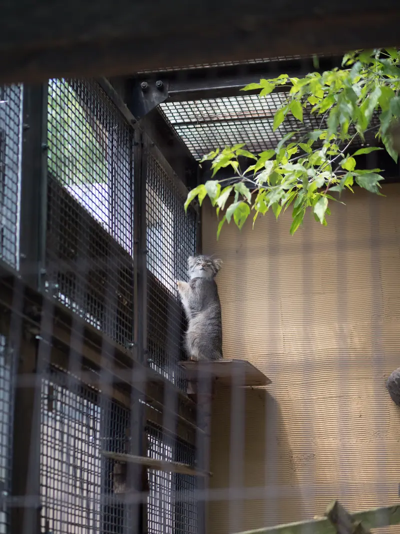 A photograph of Hide in Asahiyama Zoo