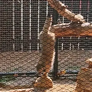 A photograph of Kaz in Great Plains Zoo