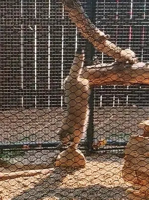 A photograph of Kaz in Great Plains Zoo