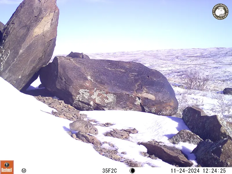 A photograph of Kazakh pika from Koshkar camera trap
