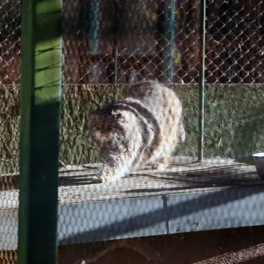 A photograph of Pazzo in Łódź Zoo