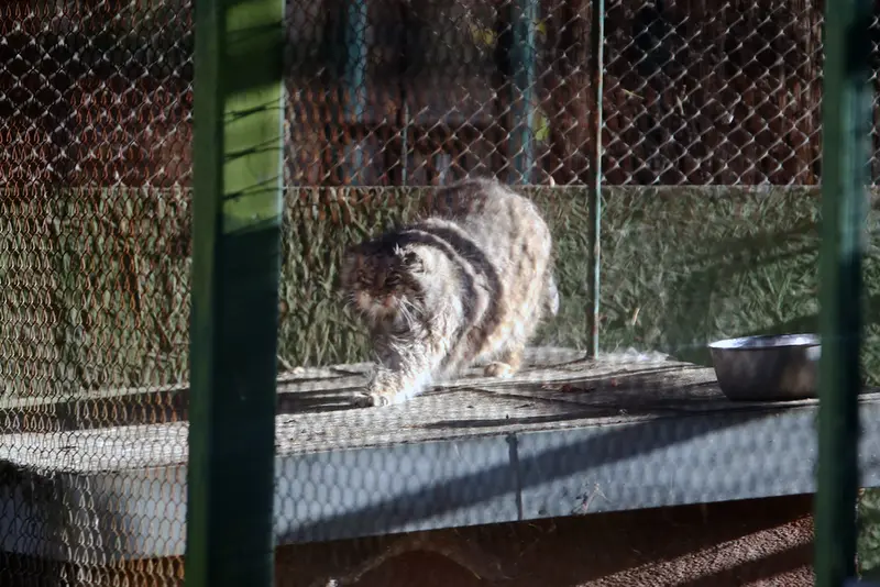A photograph of Pazzo in Łódź Zoo
