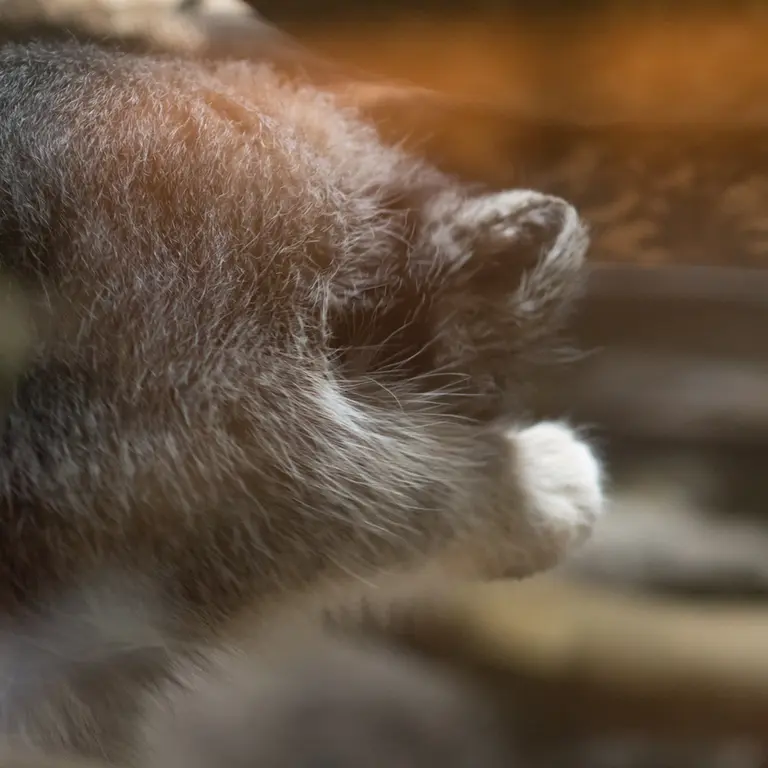 A photograph of Klyon in Ueno Zoological Gardens