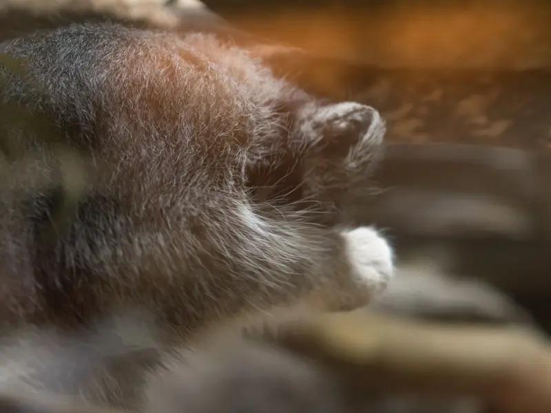A photograph of Klyon in Ueno Zoological Gardens