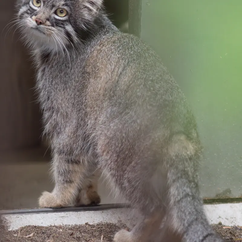 A photograph of Figa in Nogeyama Zoo