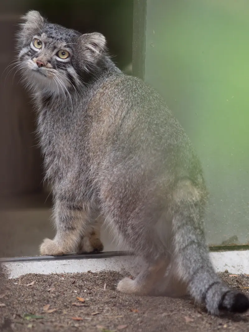 A photograph of Figa in Nogeyama Zoo