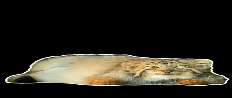 A photograph of a Pallas's cat