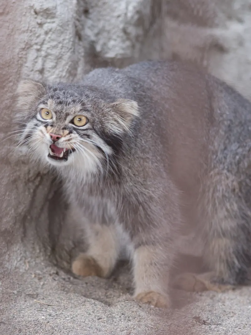 A photograph of Figa in Nogeyama Zoo
