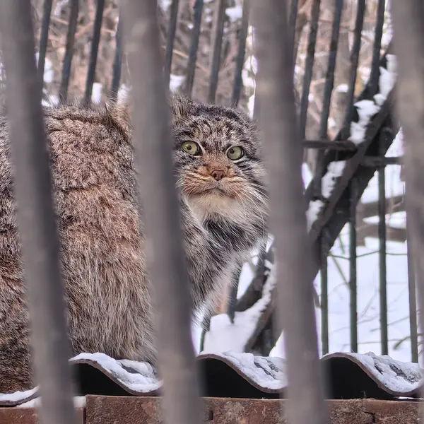 A photograph of Bandit in Novosibirsk Zoo