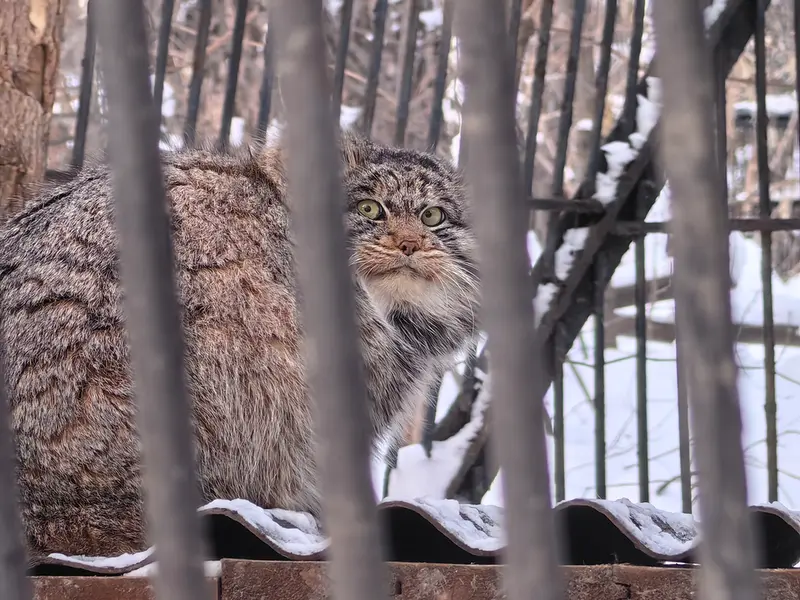 A photograph of Bandit in Novosibirsk Zoo