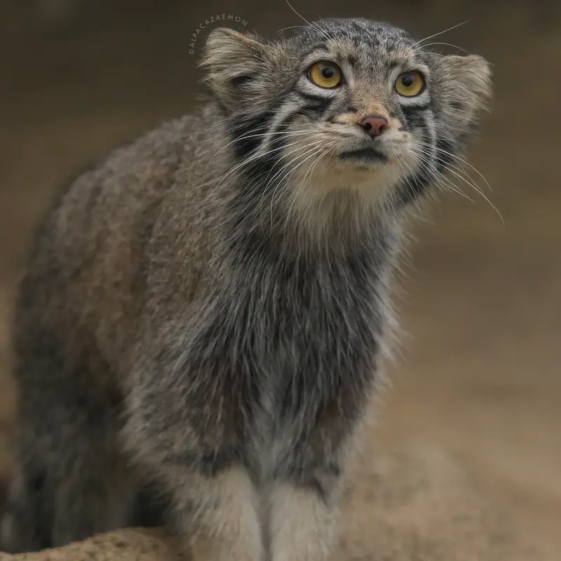 A photograph of Oto in Kobe Animal Kingdom