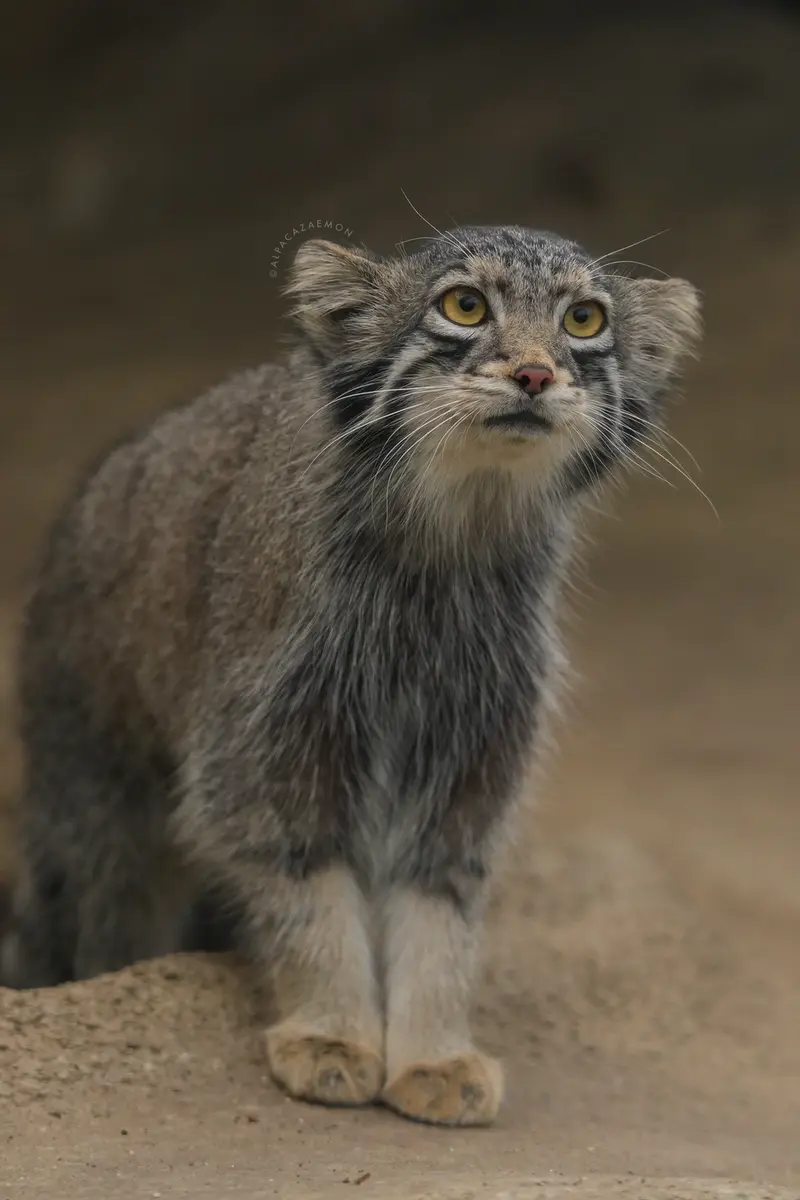 A photograph of Oto in Kobe Animal Kingdom