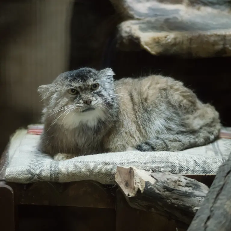 A photograph of Primula in Ueno Zoological Gardens