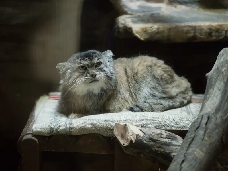 A photograph of Primula in Ueno Zoological Gardens